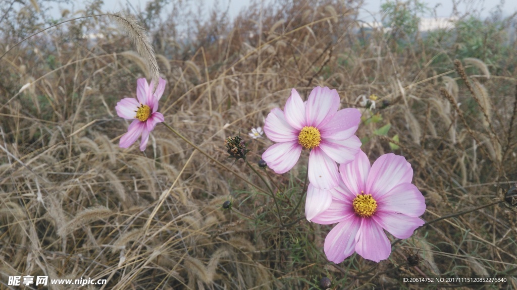 美丽的格桑花