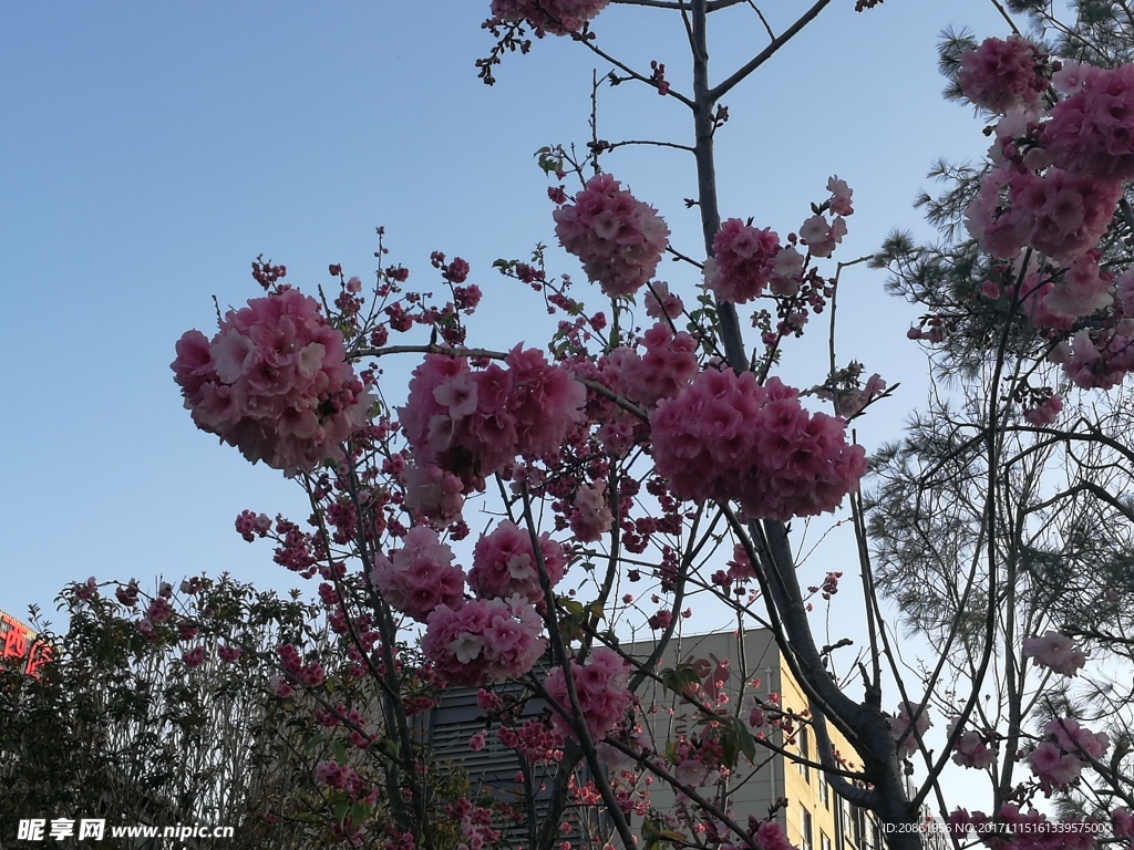 满满的樱花