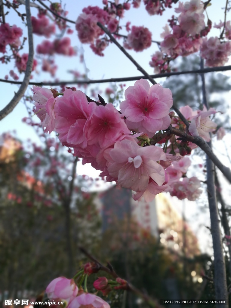 枝头樱花