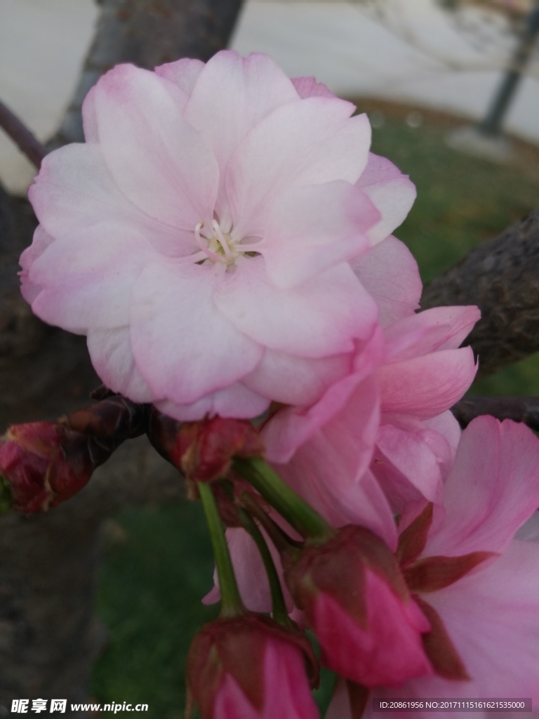 樱花近距离