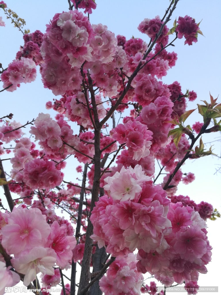 一大把樱花