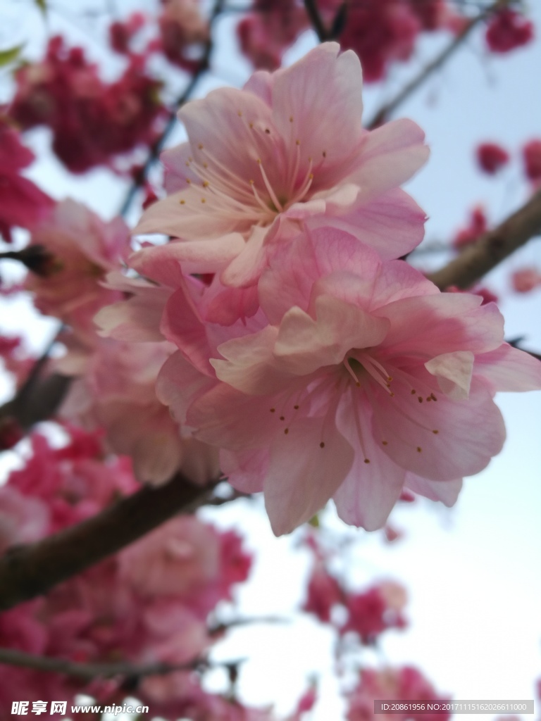 粉红樱花