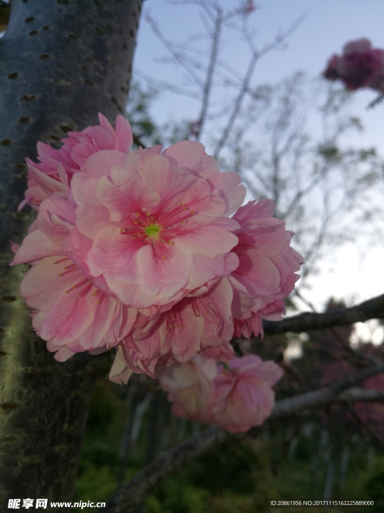 一簇樱花