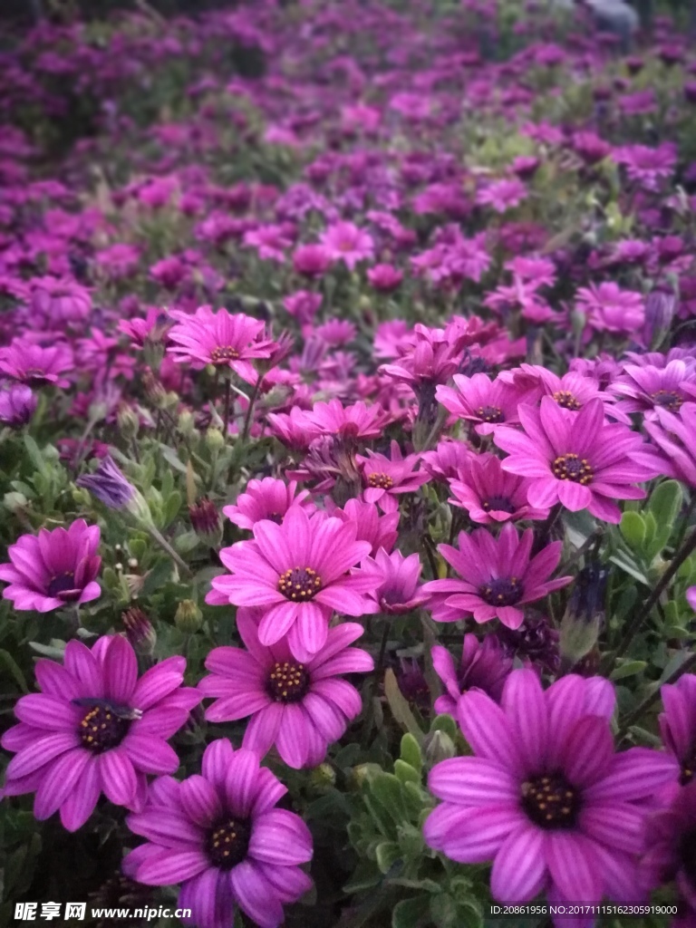 紫红色小花簇