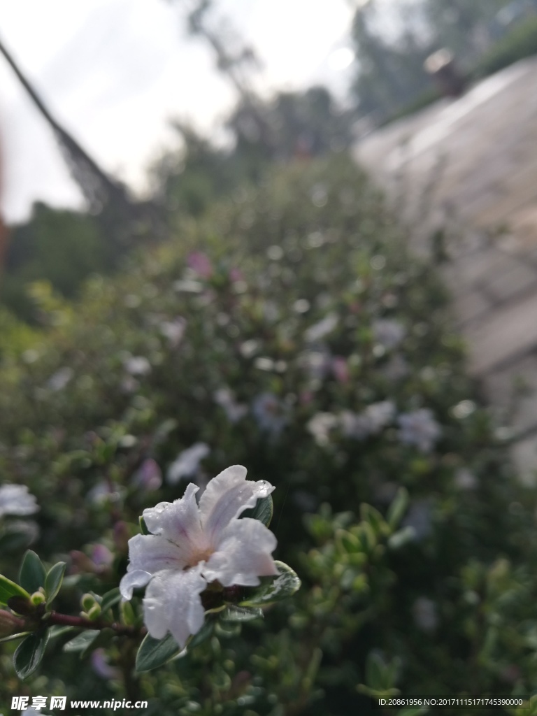 白色小花