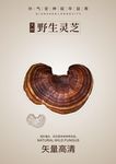 灵芝