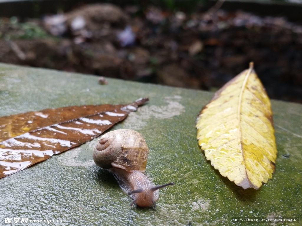 雨天的蜗牛