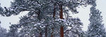 冬雪