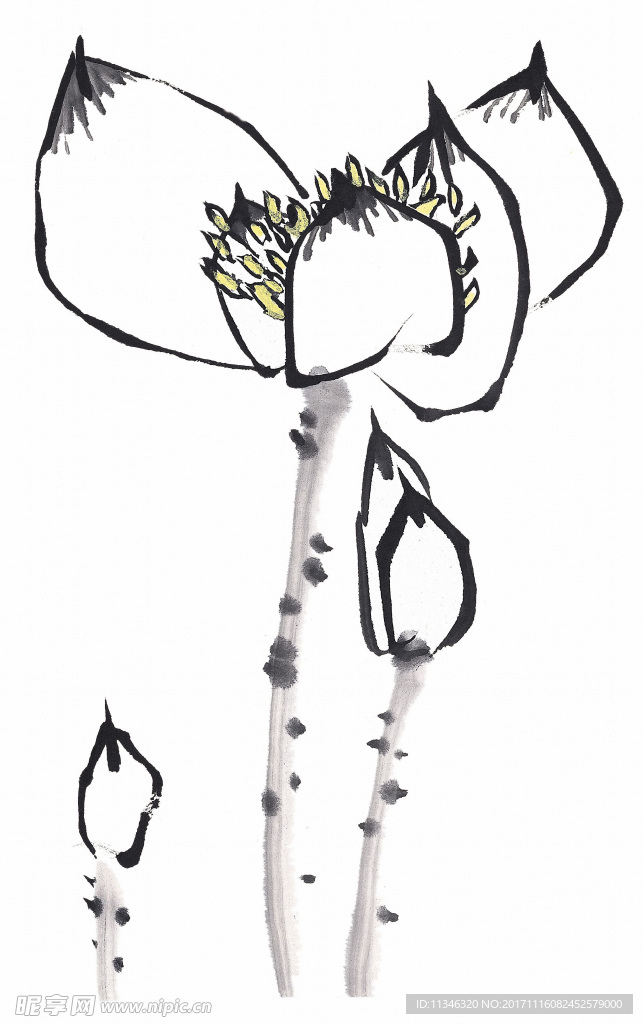 莲花