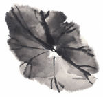 莲花