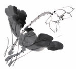 莲花