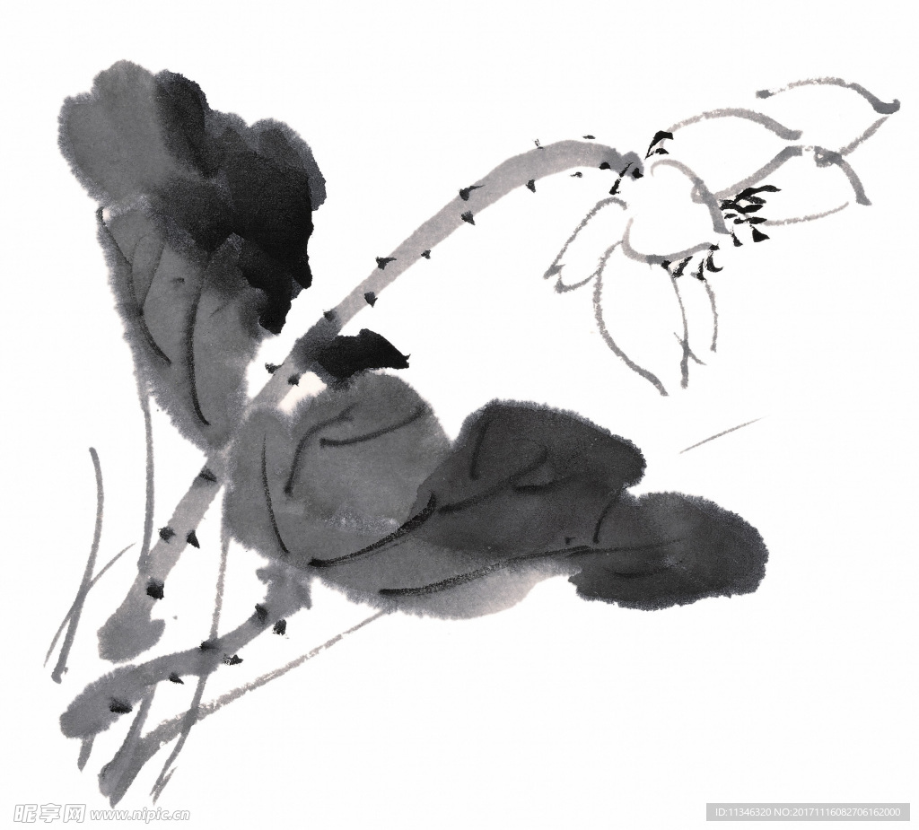 莲花