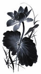 莲花