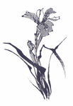 兰花