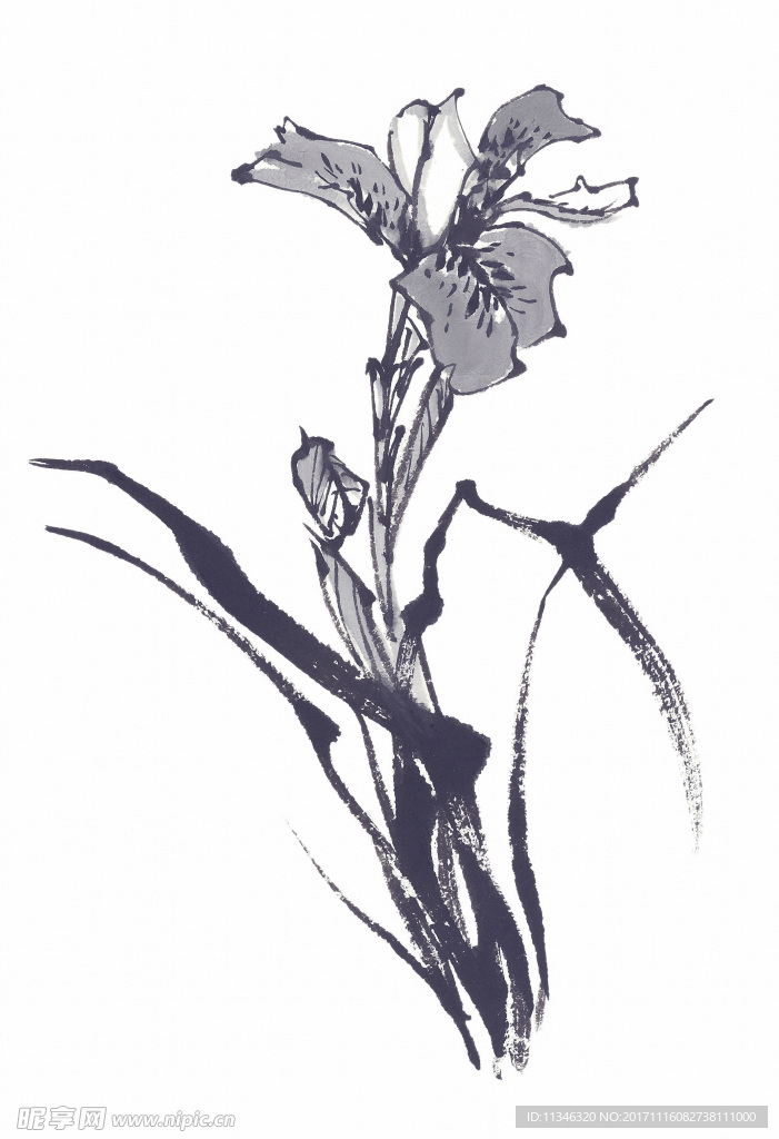 兰花