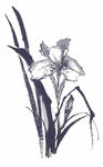 兰花