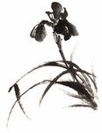 兰花