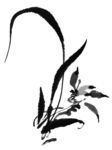 兰花
