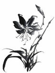 兰花