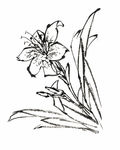 兰花