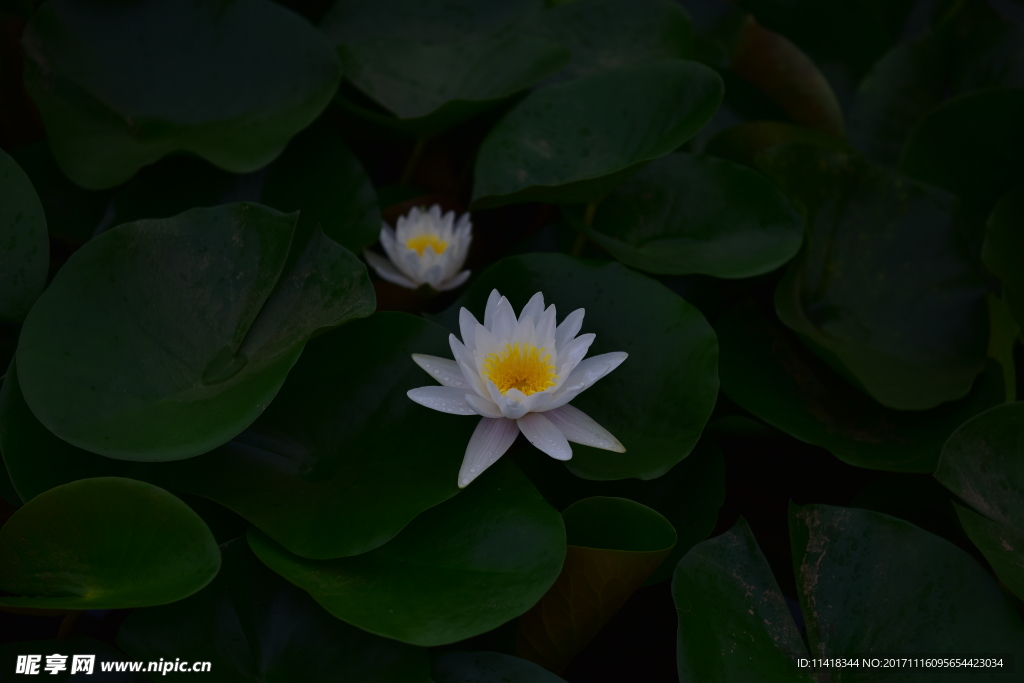 莲花