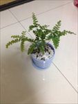 铁线蕨盆栽