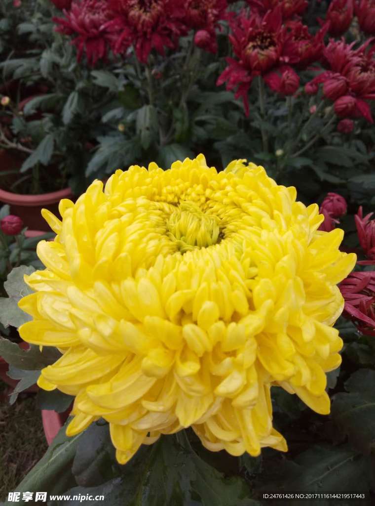 金菊花
