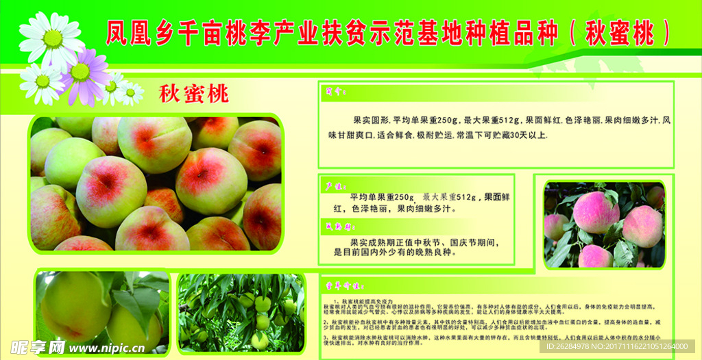 秋蜜桃