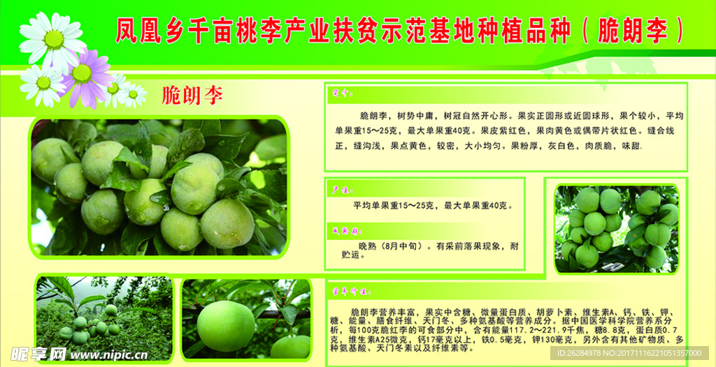 脆朗李背景板