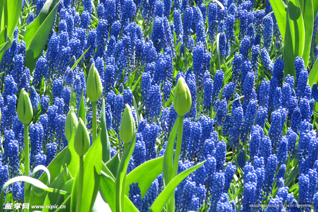 风信子花蕾花卉
