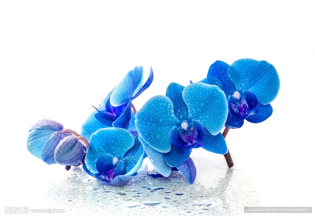 蘭花蓝色水滴