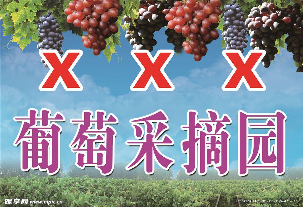 葡萄采摘园