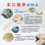 东江银鱼的特点