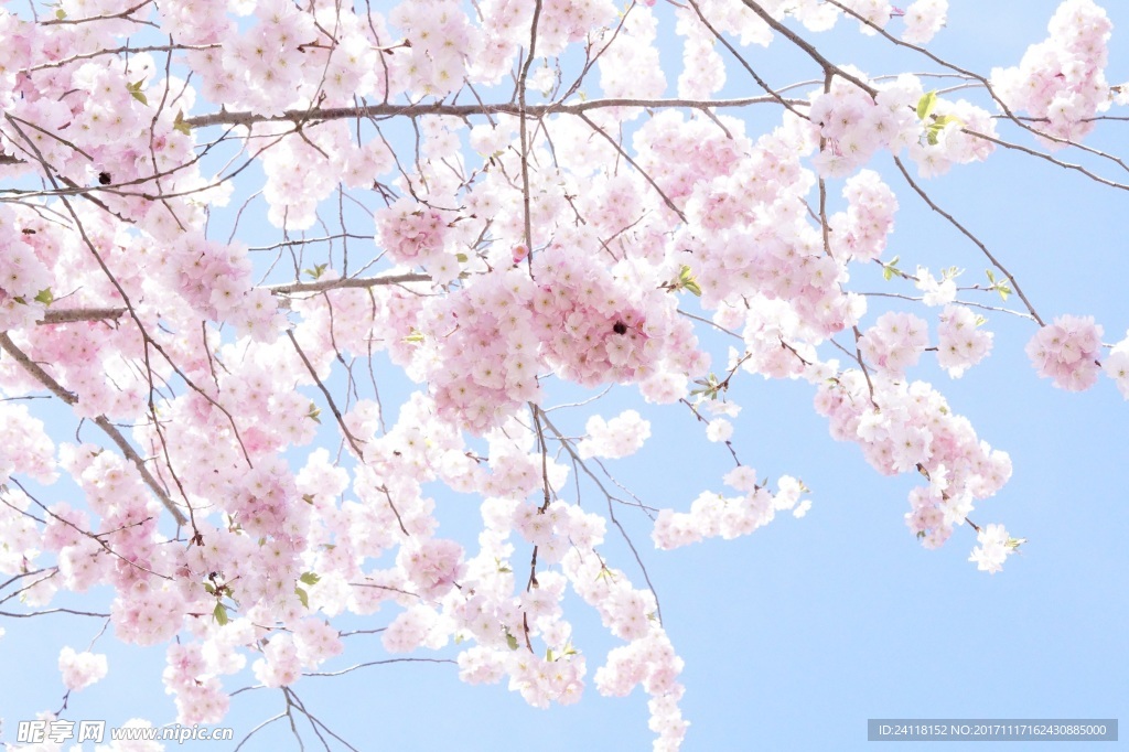 梅花