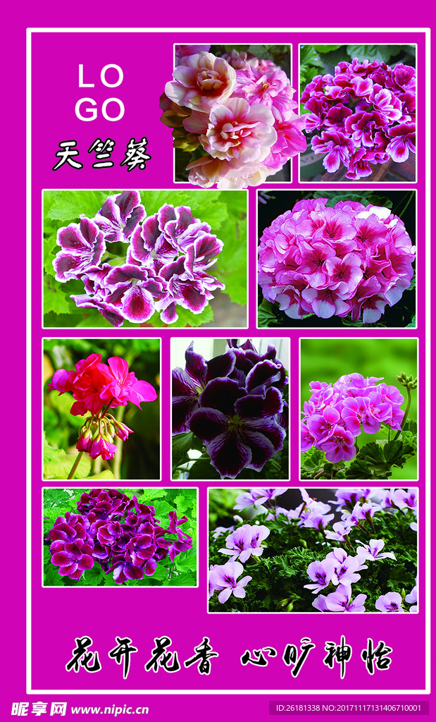 天竺葵