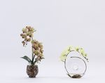 小型花艺仿真插花蝴蝶兰