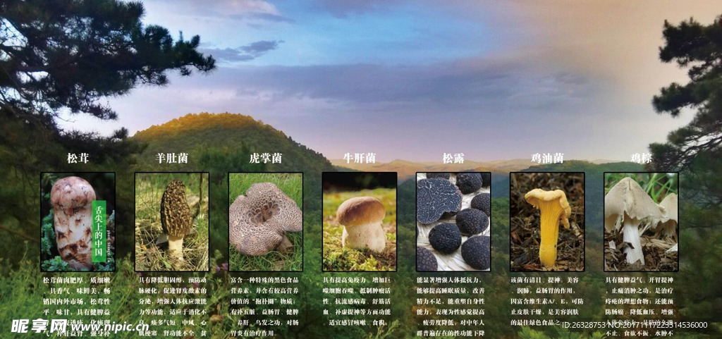 云南野生菌 简介及功效  海报
