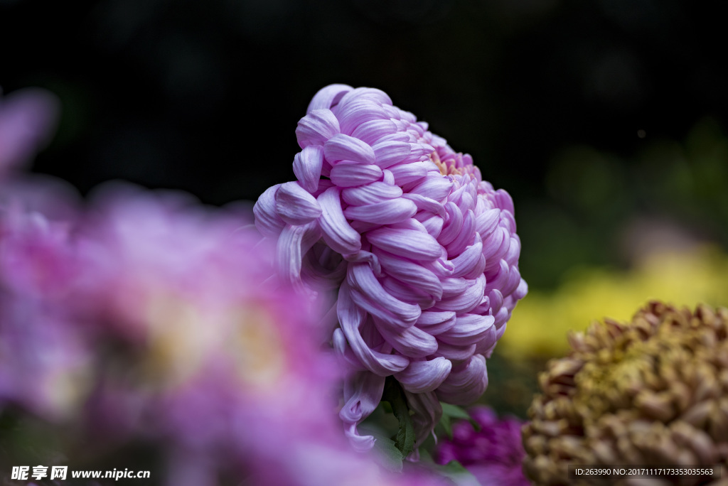 菊花