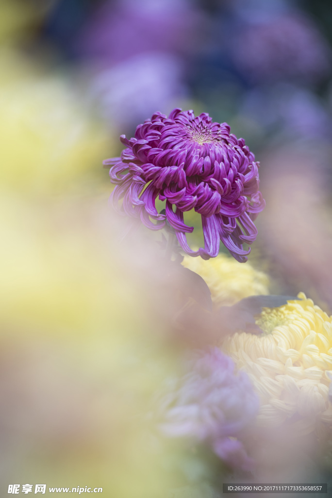 菊花