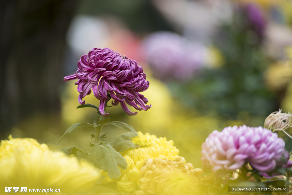 菊花