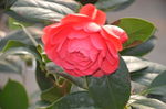 山茶花