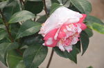 山茶花