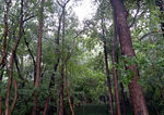 东湖树林