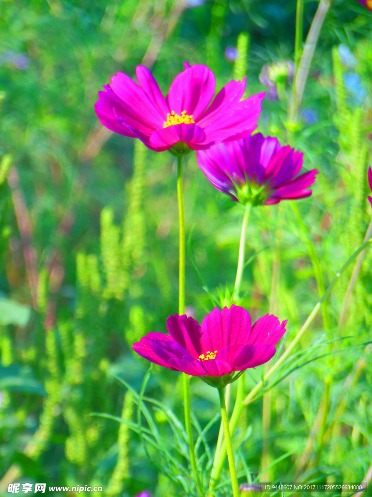 格桑花
