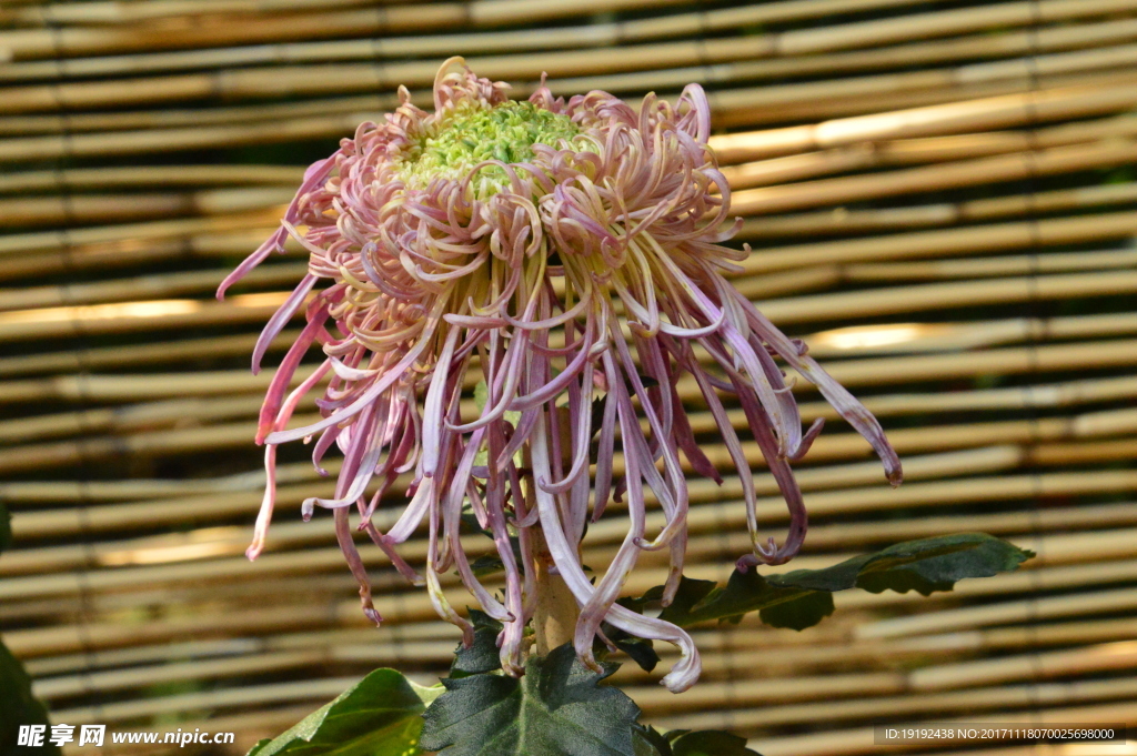 菊花