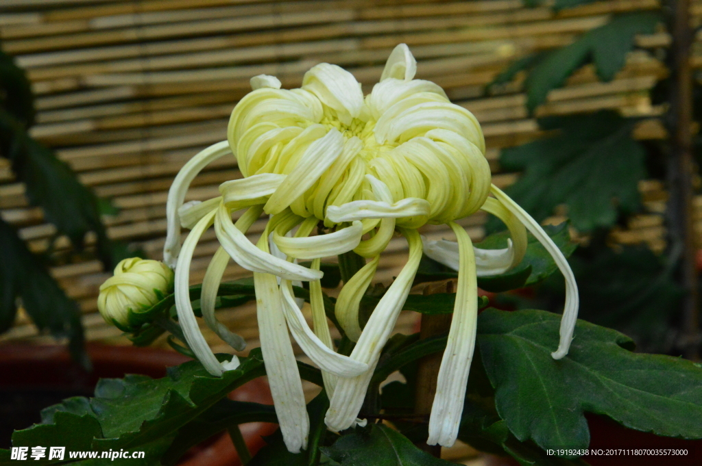 菊花