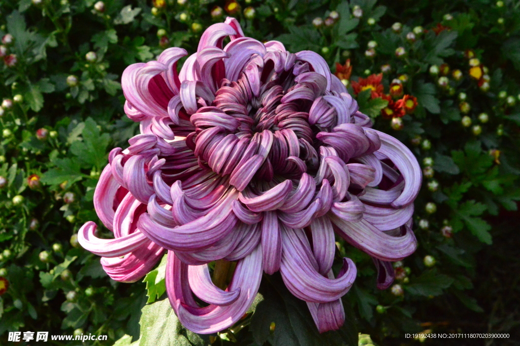 菊花