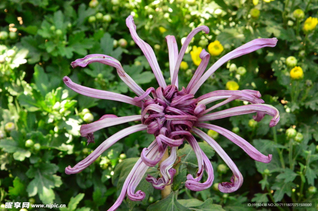 菊花