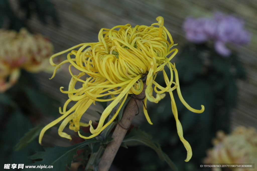 菊花