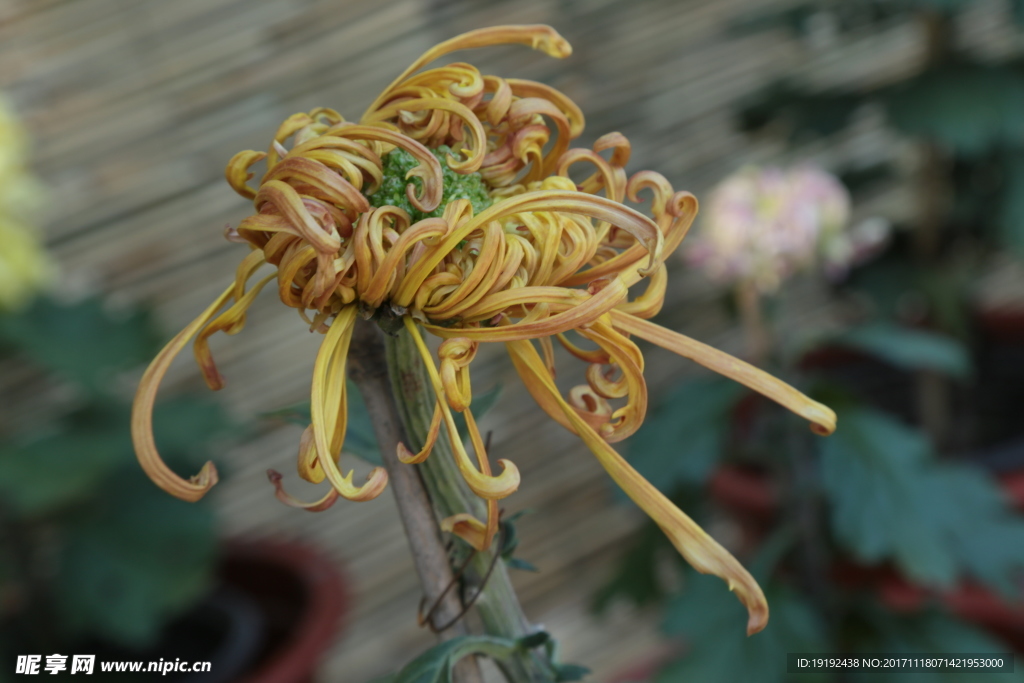 菊花